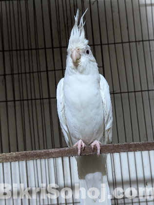 Albino cockatiel Male